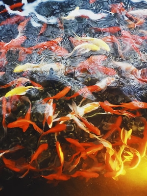 风光-锦鲤-动物-鱼-鱼类 图片素材
