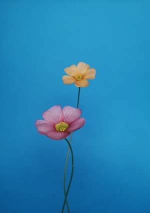 酢浆草-花-花-鲜花-植物 图片素材