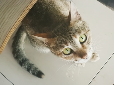 猫-猫-喵咪-喵星人-宠物 图片素材