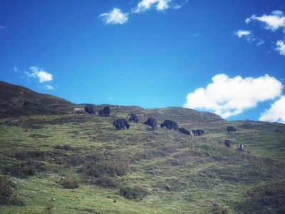 旅行-户外-山峰-山谷-动物 图片素材