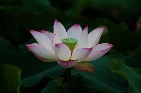 陪伴-荷花-花-花朵-花卉 图片素材
