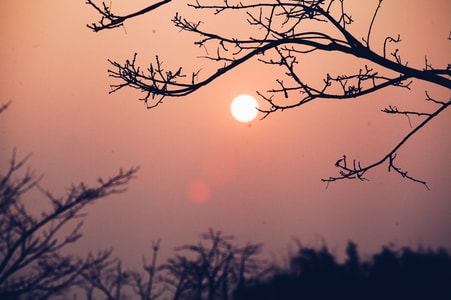 晚照-色彩-诗意-树枝-太阳 图片素材