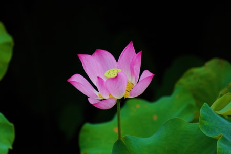 荷花-诗词大会-花朵-花-花卉 图片素材