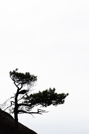 旅途-风光-随拍-树-树木 图片素材