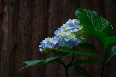 小景随拍-花-花朵-花卉-鲜花 图片素材