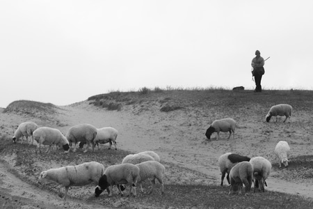 旅途-随拍-牧羊-羊群-牧羊人 图片素材