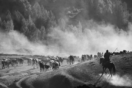 新疆-人文-纪实-风景-牧民转场 图片素材