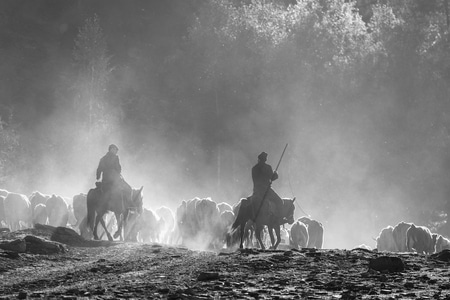 新疆-随拍-牧群-放牧-马 图片素材