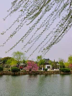 春天-华为-手机摄影-自然-柳树 图片素材