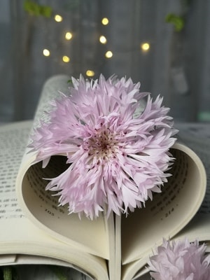 花-粉色-矢车菊-手机摄影-菊科 图片素材