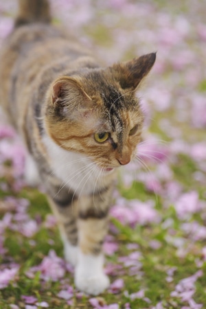 无锡市-春天-宾得-猫-动物 图片素材