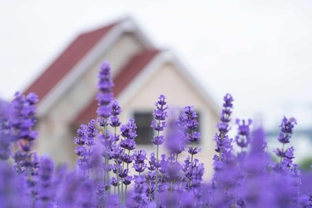 薰衣草-紫色-春天-薰衣草-风景 图片素材