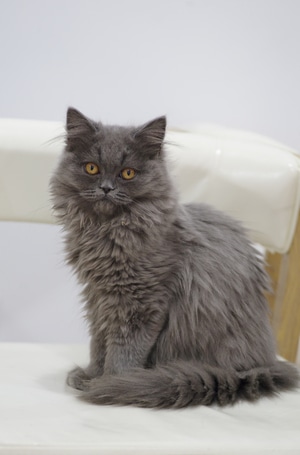 猫-可爱-蓝猫-动物-宠物 图片素材