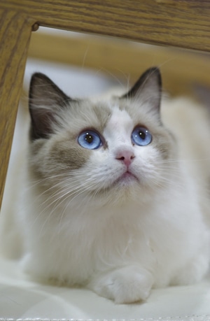 萌宠写真-猫-宠物-动物-布偶 图片素材