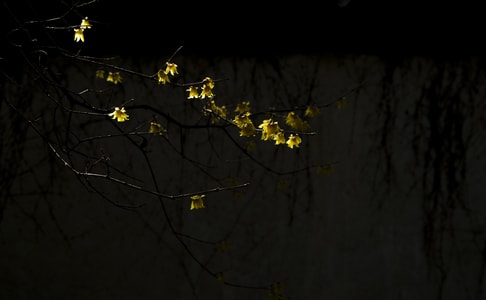 腊梅-花-黑色背景-植物-花 图片素材