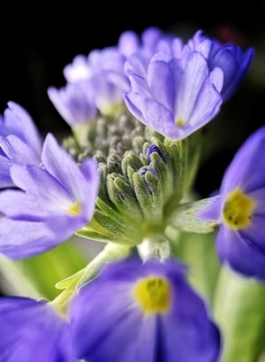 花-紫色-报春花-手机摄影-植物 图片素材