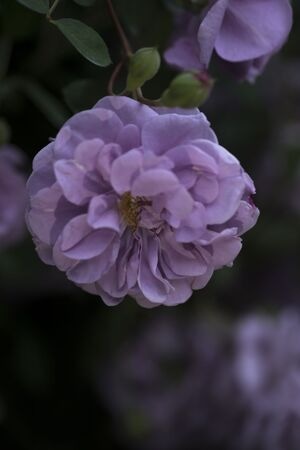 花-自然-紫色-欧月-春天 图片素材