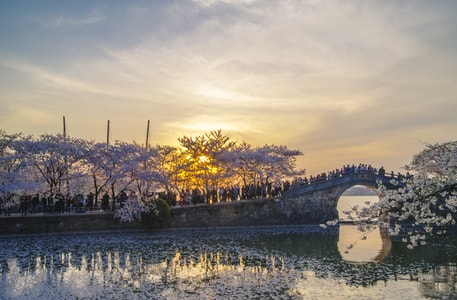 春日影像-花-无锡-樱花-太湖 图片素材
