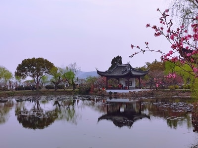 春天-手机摄影-华为-柳树-桃花 图片素材
