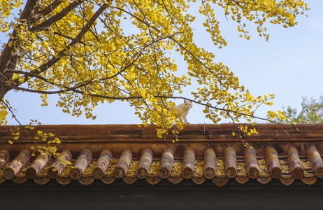 银杏黄了-银杏-猫-北京-景山公园 图片素材