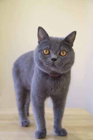 猫-宠物-蓝猫-可爱-动物 图片素材