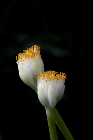 植物-花-自然-兰花-虎耳兰 图片素材