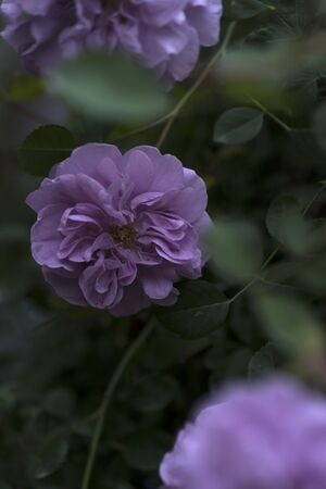 花-自然-紫色-欧月-春天 图片素材