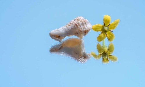 花-海桐-春天-海螺-静物 图片素材