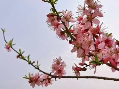 春天-桃花-手机摄影-华为-无锡 图片素材
