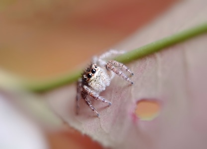 昆虫总动员-华为-p40-手机摄影-自然 图片素材