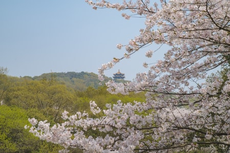 春日影像-花-无锡-樱花-太湖 图片素材