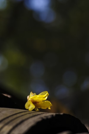 花-腊梅-蜡梅-黄色-光 图片素材