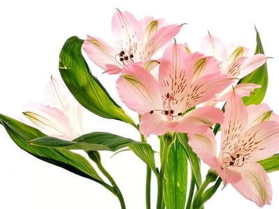 手机摄影-自然-植物-花-六出花 图片素材
