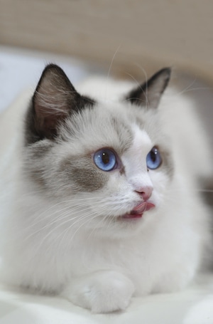 萌宠写真-猫-宠物-动物-布偶 图片素材