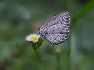 昆虫-蝴蝶-自然-微距-手机摄影 图片素材