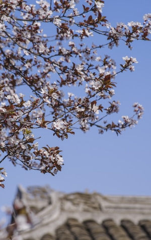 花-春天-红叶李-蓝天-宾得 图片素材