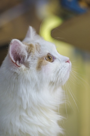 猫-可爱-宠物-动物-哺乳动物 图片素材