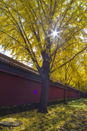 银杏黄了-银杏-北京-景山公园-宾得 图片素材