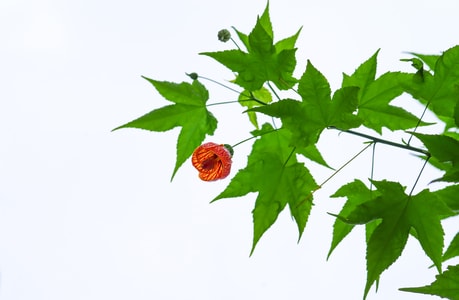 花-苘麻-灯笼花-植物-宾得 图片素材