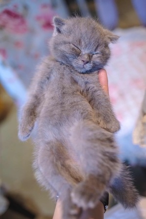 萌宠写真-宠物-猫-宾得-蓝猫 图片素材