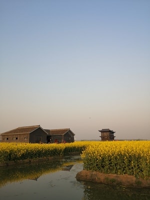 花-春天-油菜花-兴化-手机摄影 图片素材