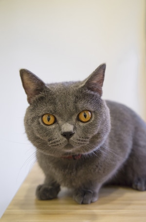 猫-宠物-蓝猫-可爱-动物 图片素材