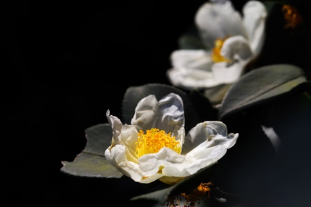 花-植物-白色-山茶花-宾得 图片素材