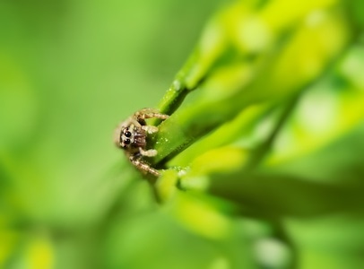 昆虫总动员-昆虫-自然-酷帕手机微距镜头-手机摄影 图片素材