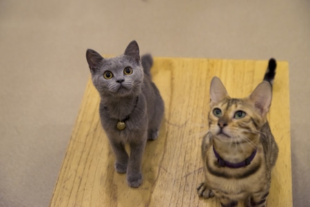 宠物-猫-可爱-孟加拉豹猫-蓝猫 图片素材