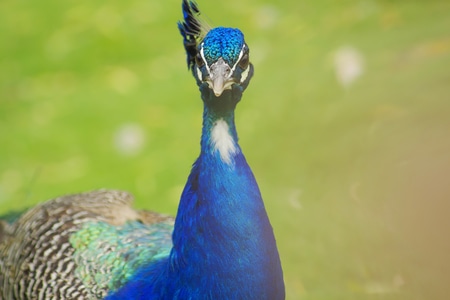 蓝-宾得-动物-孔雀-鸟类 图片素材