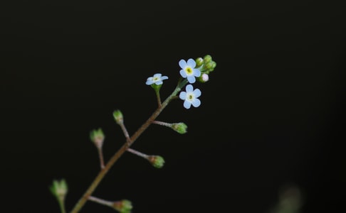 花-蓝色-野菜-春天-附地菜 图片素材