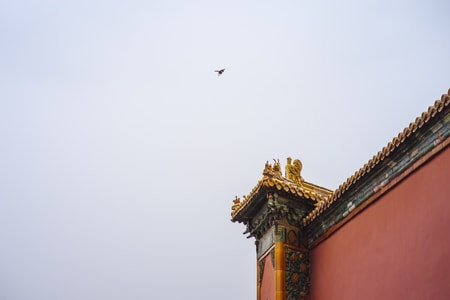 故宫-古建筑-色彩-阴雨天-鸟 图片素材