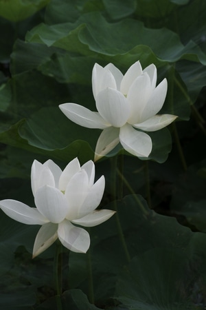 花-荷花-白色荷花-植物-宾得 图片素材