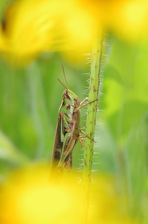 微距-昆虫-自然-害虫-蝗虫 图片素材